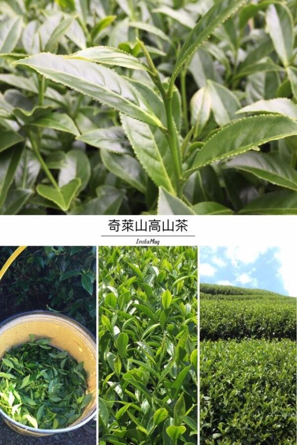 奇萊山高山茶4兩裝/1斤
